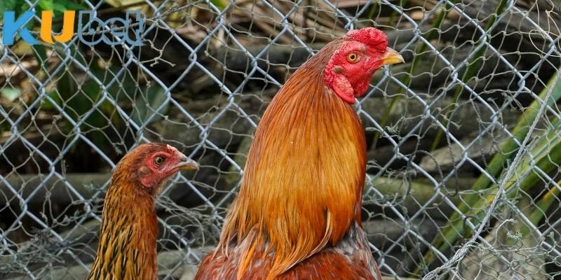 Khi tham gia đá gà KUBET cần kiểm tra kỹ thông tin về trận đấu