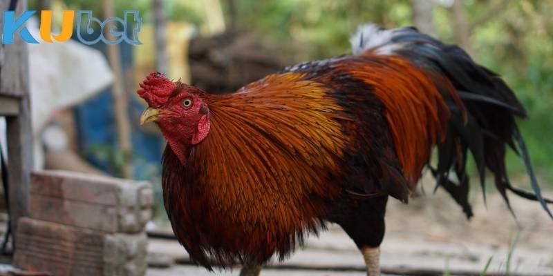 Người chơi cần có một tài khoản để tham gia cá cược